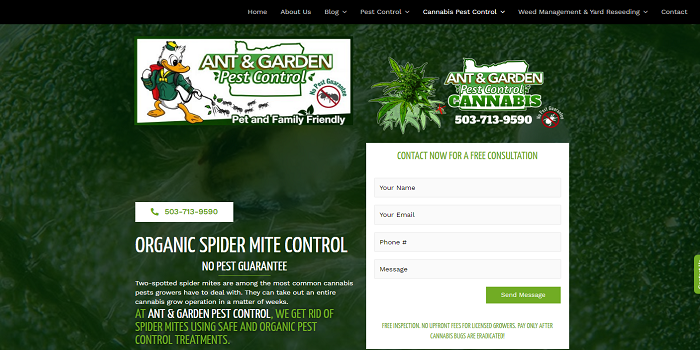 Treating spider mites in marijuana